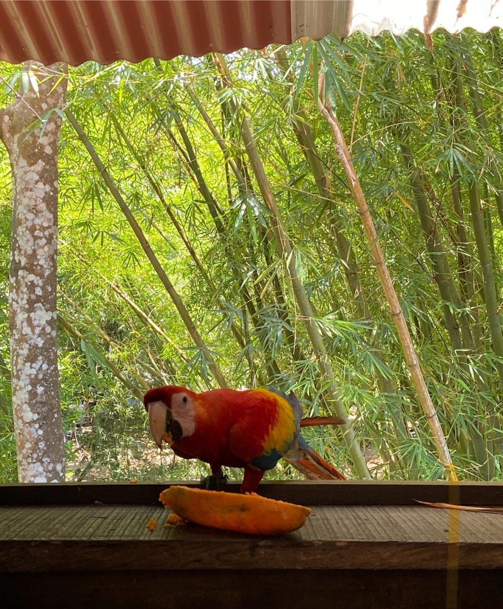 Hostal Las Mariposas Minca Buitenkant foto
